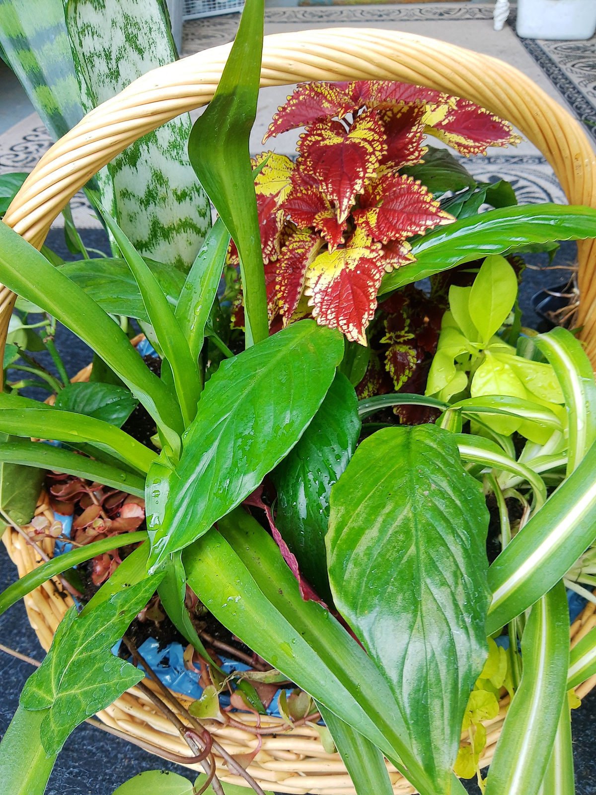 dish garden.jpg